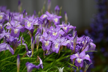 Naklejka premium 雨に濡れるヒメシャガ