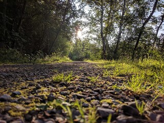 footpath in the woods