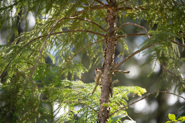 Finches in the Booloomba State Forest, Sunshine Coast, Queensland, Australia