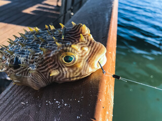 Accidentally caught green-eyed puffer fish on the rail of a Florida pier © Sergey + Marina