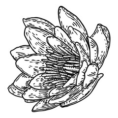 Lotus bud, line art stylized. Lotus flower bloom. Black white, hand drawn isolated water pond lily floral. Body and mind design element. Vector.