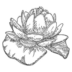 Lotus flower and leave. Sketched floral botany of water lily. Indian religion symbol of purity and enlightenment. Black white, hand drawn isolated water pond lily floral. Vector.