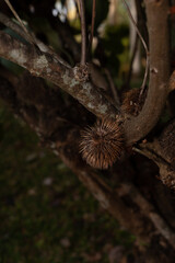 Australian Bushland, flowers, and Forests
