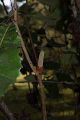 Australian Bushland, flowers, and Forests