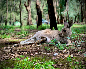 Mother kangaroo resting in the woods