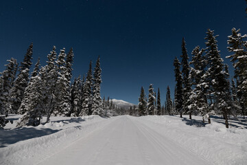 Fototapeta na wymiar Night time scene of a winter road in northern Canada, Yukon Territory. Taken on moon lit night with bright, blue starry sky, spruce, trees surrounding the road. 