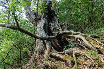 高知県工石山の山道