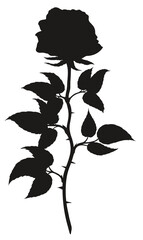 Black silhouette of a cut garden tea rose with thorns. Fresh blooming bud. Flower for a bouquet with five petals. Vector decorative element for greeting card.