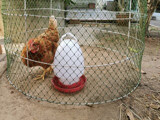 Chicken in a round coop