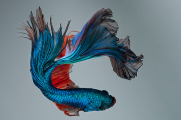 Fototapeta premium Beautiful movement of blue red Betta fish, Siamese fighting fish, Betta splendens of Thailand on vintage background.