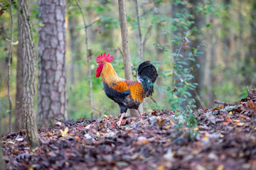 rooster strolling through the wooded forest