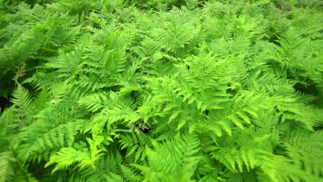Delicate leaves and fronds of wild ferns in forest wilderness