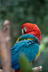 Fototapeta na wymiar Macaw