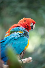 Macaw