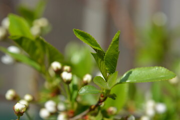 leaves on a branch