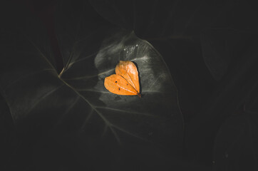 the spot light of love leaves, cute leaves