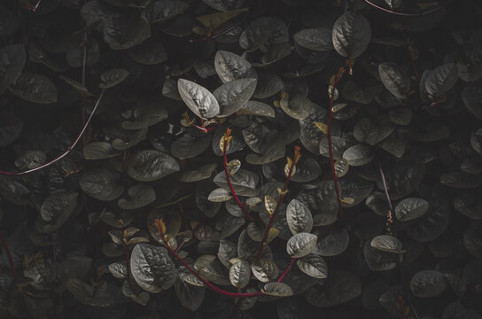 Black Moody Leaves Background For Dekstop Wallpaper (RECOMMENDED