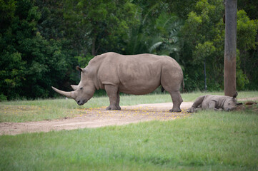 Fototapeta premium Southern White Rhinoceros (Rhino)