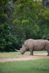 Southern White Rhinoceros (Rhino)