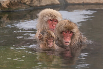 Naklejka premium Monkey soaking On-sen in winter, Japan