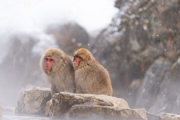 Monkey soaking Onsen in winter, Japan