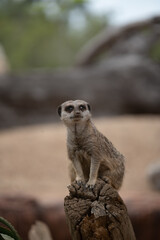 Fototapeta premium Meerkat on guard