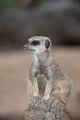 Meerkat on guard