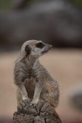 Meerkat on duty