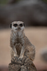 Meerkat on guard