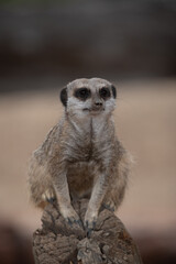 Meerkat on guard