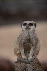 Fototapeta premium Meerkat on guard