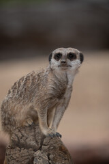 Fototapeta premium Meerkat on guard