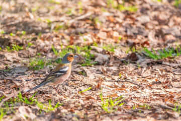 Common chaffinch, Fringilla coelebs, sits on the ground in spring. Common chaffinch in wildlife.