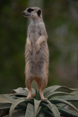 meerkat on guard