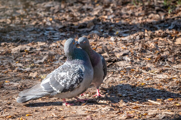 Mating games of a pair of pigeons