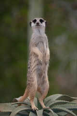 meerkat on guard