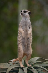meerkat on guard