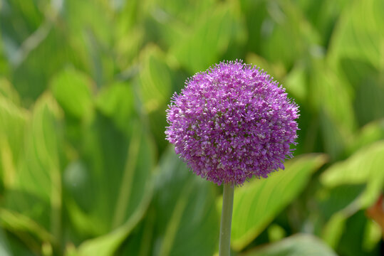 アリウム ギガンチウム Stock Photos And Royalty Free Images Vectors And Illustrations Adobe Stock