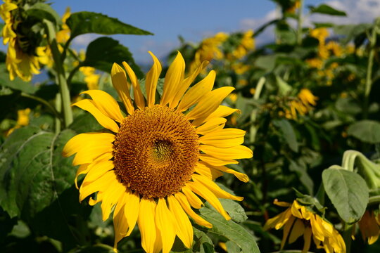 Yellow sunflowers in the sun are full of vitality