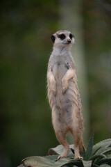 meerkat on guard