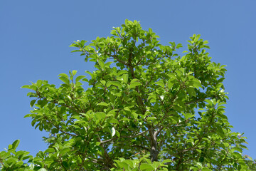 新緑のクロガネモチ