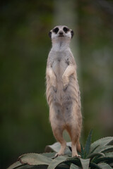 meerkat on guard