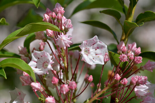 カルミア の画像 448 件の Stock 写真 ベクターおよびビデオ Adobe Stock カルミア の画像 448 件の Stock 写真 ベクターおよびビデオ Adobe Stock
