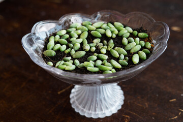 Succulent propagation station with a variety of leaves and one of them already with some roots