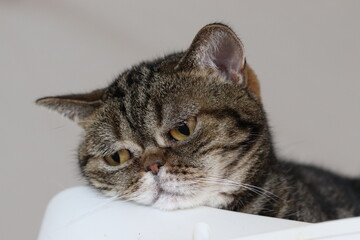 呆れた表情で見下ろす猫アメリカンショートヘアブラウンタビー
A cat American Shorthair Brown Tabby looking down with a stunned look.