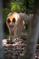 Dingo