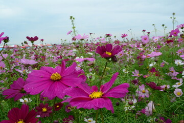 A bunch of red and pink cosmos in the sun