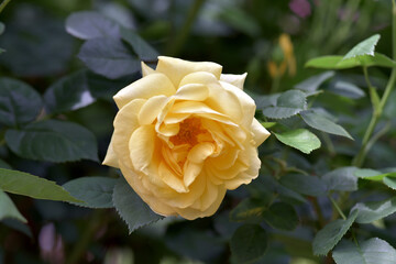 伊豆の踊子　バラ