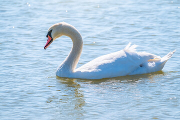 Obraz premium Graceful white Swan swimming in the lake, swans in the wild. Portrait of a white swan swimming on a lake.