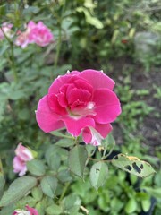 pink rose flower in nature garden